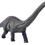 Apatosaurus