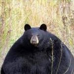 chonky bear