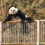 Panda Over Fence meme