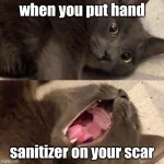 grey cat screaming | when you put hand; sanitizer on your scar | image tagged in grey cat screaming | made w/ Imgflip meme maker