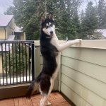 Husky standing at fence