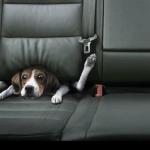 funny dog back seat
