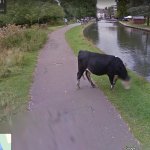 Privacy-Google-Cow