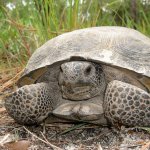 Gopher Tortoise Meme Generator - Imgflip