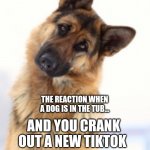 Tiktok | AND YOU CRANK OUT A NEW TIKTOK; THE REACTION WHEN A DOG IS IN THE TUB... | image tagged in head tilt dog | made w/ Imgflip meme maker