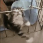 kitten trapped in cage