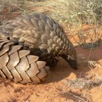 Pangolin