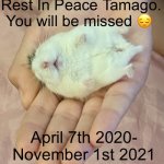 She died a while back | Rest In Peace Tamago. You will be missed 😔; April 7th 2020- November 1st 2021 | image tagged in sleepy hammy,dead,sad,crying | made w/ Imgflip meme maker