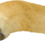 Doge paw 2