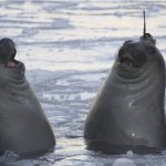 Laughing seals