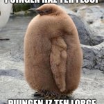Fat penguin | PUINGEN HAZ TEH FLOOF; PUINGEN IZ TEH LORGE | image tagged in fat penguin | made w/ Imgflip meme maker