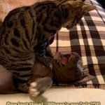 The downside of recreational drugs. | One last time! - Where's my "nip"?!! | image tagged in cat has dog down for questioning | made w/ Imgflip meme maker