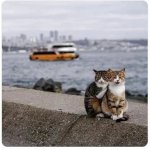 Honeymoon cat