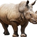 Rhino