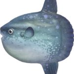 Ocean sunfish