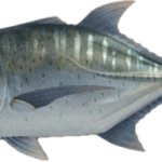 Giant trevally