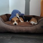 Beagle dog waiting for