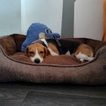 Bored Beagle