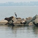 heron on hudson