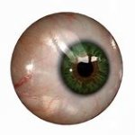 eyeball template