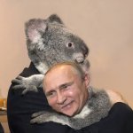 Putin koala