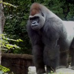 Pissed-gorilla