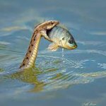 Snake save fish