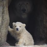 Baby polar bear and mother