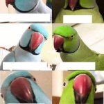 Parrot Bro