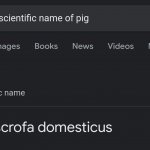 Pig sus