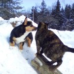 My cat and puppy