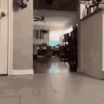 treats!!!!!!!!!!!!!!!!!!!!!!!!!! | WHEN YOUR CAT HEARS THE WORD TREATS. | image tagged in gifs,cats | made w/ Imgflip video-to-gif maker
