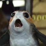 Porg smells like