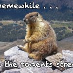 Marmot time! | memewhile . . . on the rodents stream | image tagged in marmotsitting,rodents,streams | made w/ Imgflip meme maker