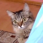 sus cat