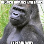 Explain that meat eaters!? | IF WE ARE SUPPOSED TO EAT MEAT BECAUSE HUMANS HAVE FANGS; EXPLAIN WHY GORILLAS HAVE FANGS? | image tagged in hot gorilla,memes,vegetarian,vegan,vegans,vegans do everthing better even fart | made w/ Imgflip meme maker
