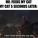 cat life | ME: FEEDS MY CAT; MY CAT 5 SECONDS LATER: | image tagged in i don't even know who you are | made w/ Imgflip meme maker