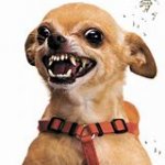 Rabid Chihuahua