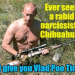 Rabid Chihuahua | Yarra Man; Ever seen a rabid narcissistic Chihuahua? I give you Vlad Poo Tin | image tagged in ukraine,putin,russia,murderer,narcissist | made w/ Imgflip meme maker