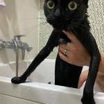 wet black cat
