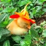 Happy duck with flower hat meme