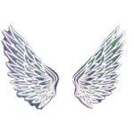 Transparent wings