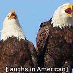 Bald eagle laughs in American
