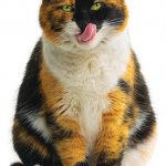 calico cat