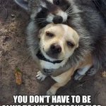 100 | MEMES BY JAY; YOU DON'T HAVE TO BE ALIKE TO LIKE SOMEONE ELSE | image tagged in dog,love,diversity,hugs | made w/ Imgflip meme maker
