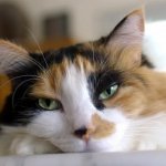 Calico Cat kitten pet beautiful meme