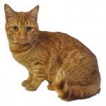 orange tabby cat sitting meme