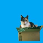 calico cat in box