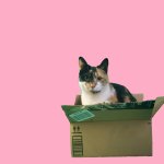 calico cat in box