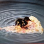 Duck in a pizza boat meme